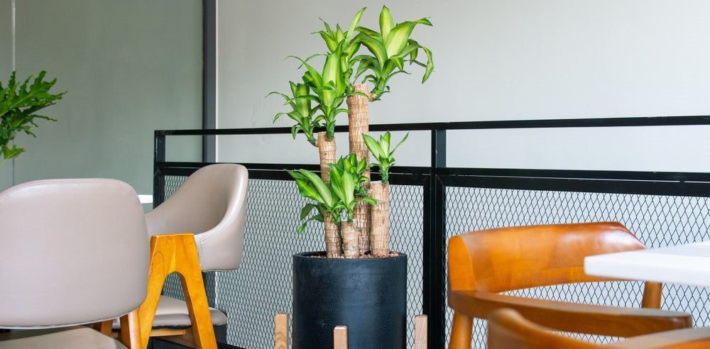 5 Reasons the Brazilian Lucky Wood Plant is Your New Best Friend for Indoor Spaces