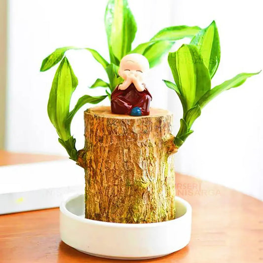 7 Reasons Plant Lovers Are Obsessed with the Brazilian Lucky Wood