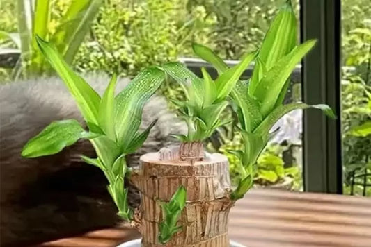 5 Feng Shui Benefits of Having a Brazilian Lucky Wood Plant at Home