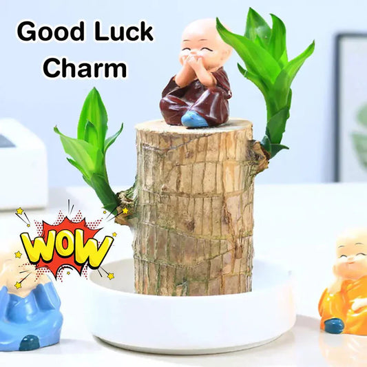 SC™ Brazilian Lucky Wood Mini Home Plant Decorations