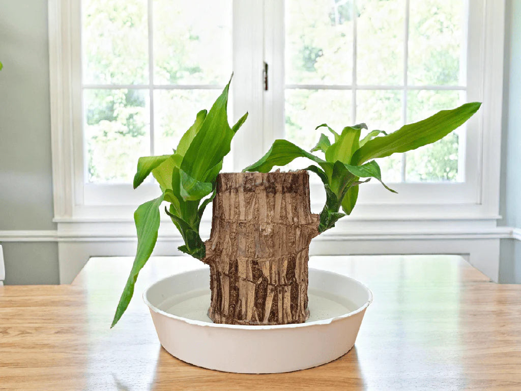 SC™ Brazilian Lucky Wood Plant