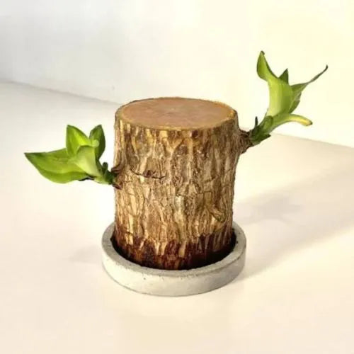 SC™ Brazilian Lucky Wood Plant